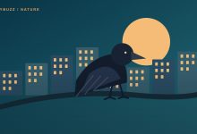 Original illustration of a dark crow perched on a branch against a warm city skyline