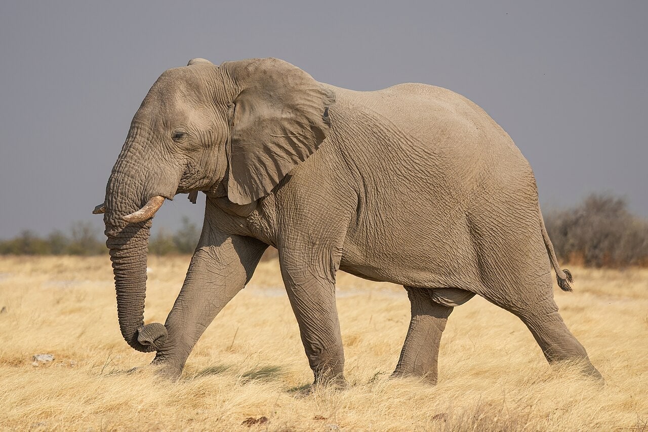 An African bush elephant in Etosha National Park.