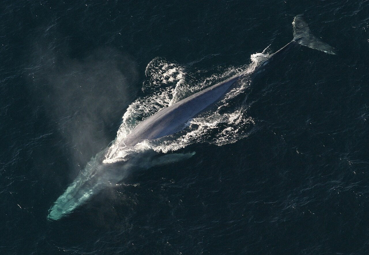 A blue whale photographed from above; NOAA Photo Library.