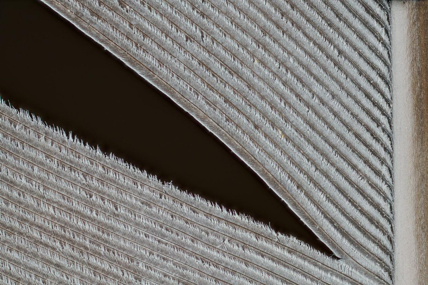 Close-up of a dove feather, showing its shaft and branching structure.