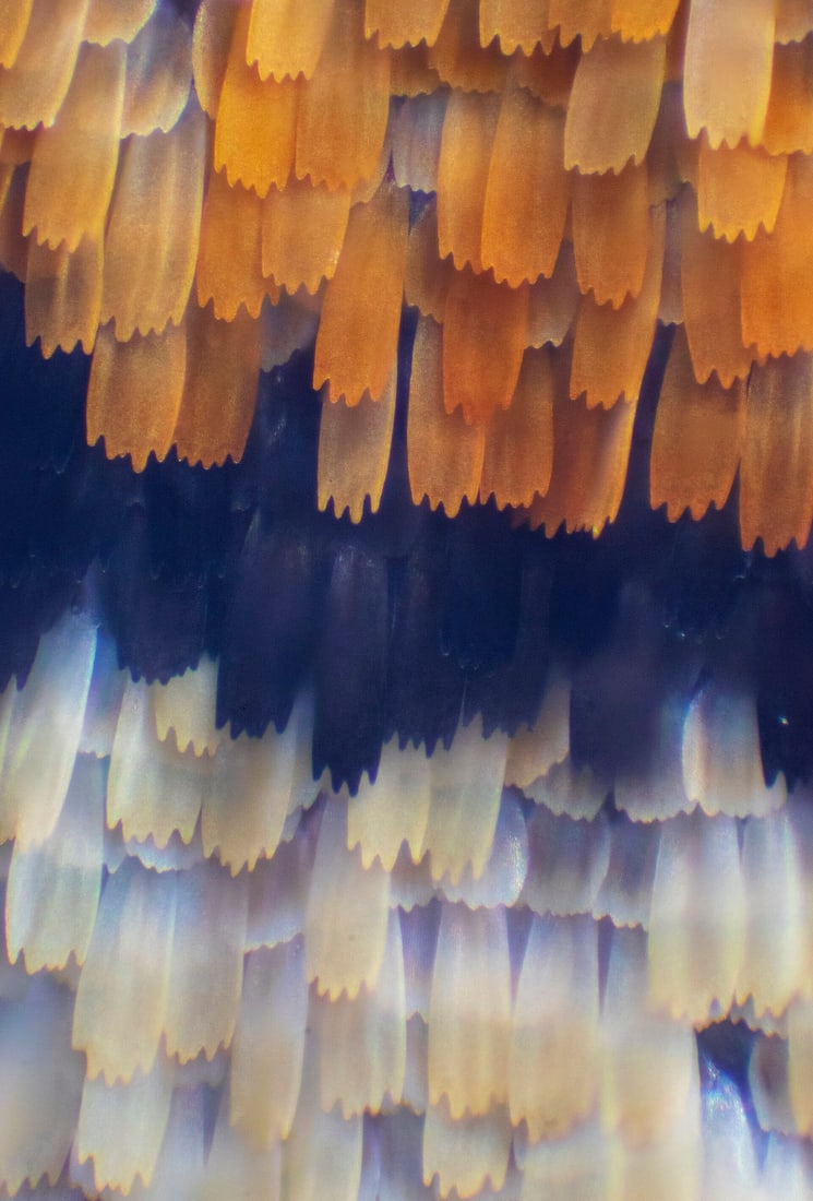 Overlapping butterfly-wing scales at approximately 30× magnification.