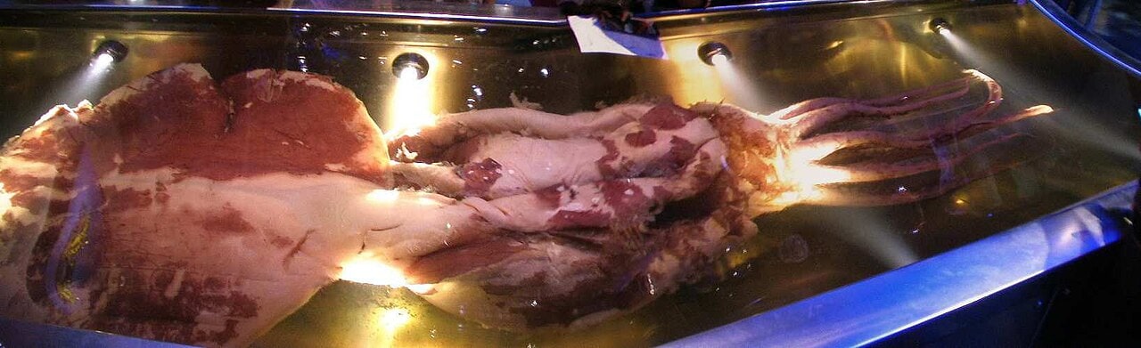 A preserved colossal squid displayed at Te Papa in New Zealand.