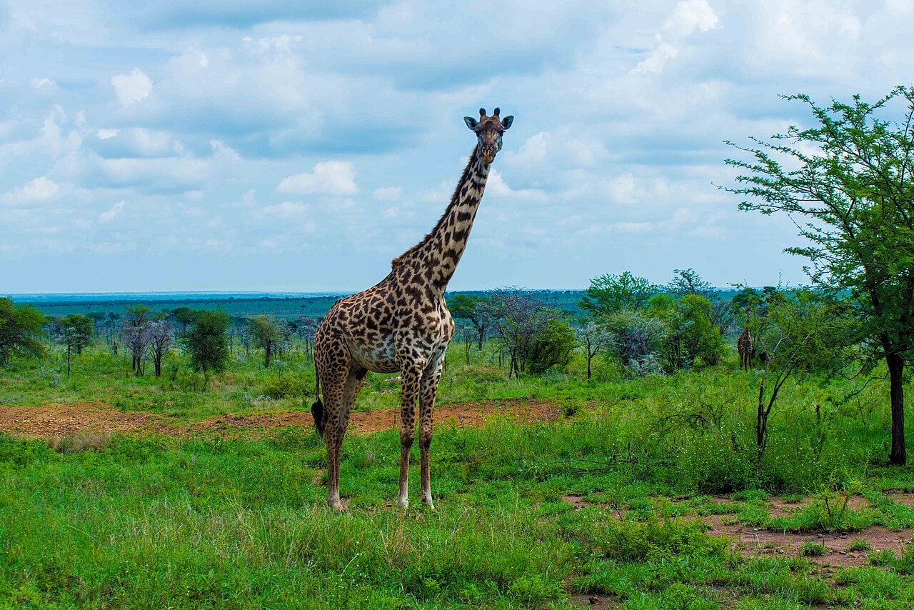 A giraffe standing in the Serengeti landscape.