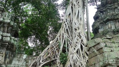 Ta Prohm.