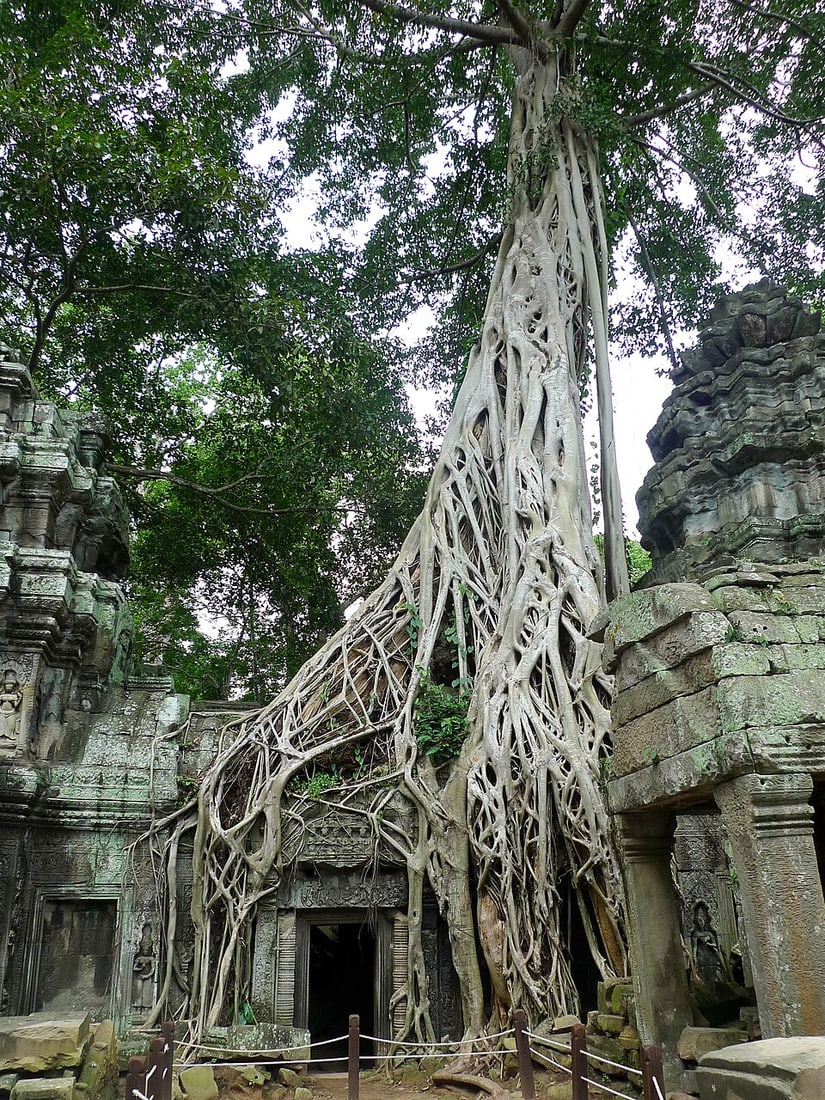 Ta Prohm.