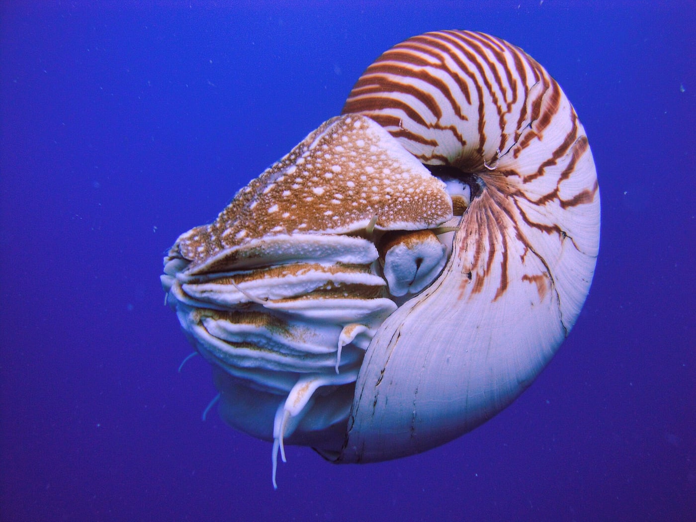 Nautilus.