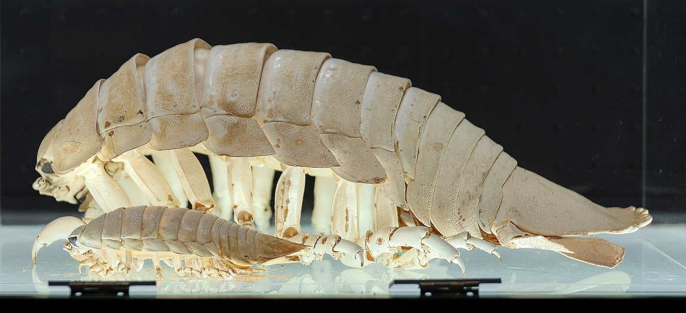 Bathynomus isopods photographed in an aquarium.