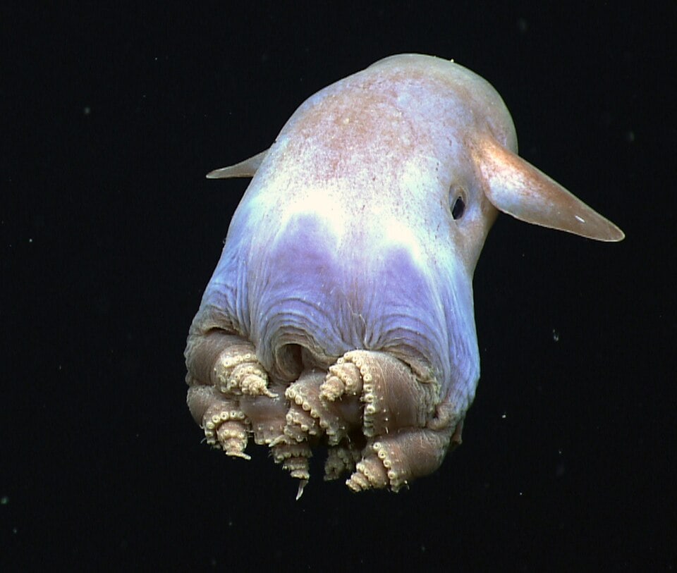A finned deep-sea octopus photographed by NOAA Okeanos Explorer.