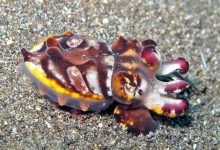 Flamboyant cuttlefish.