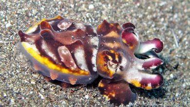 Flamboyant cuttlefish.