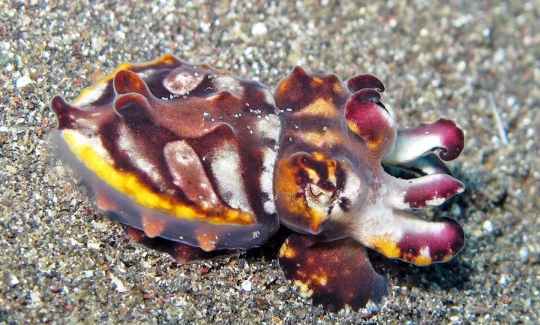 Flamboyant cuttlefish.