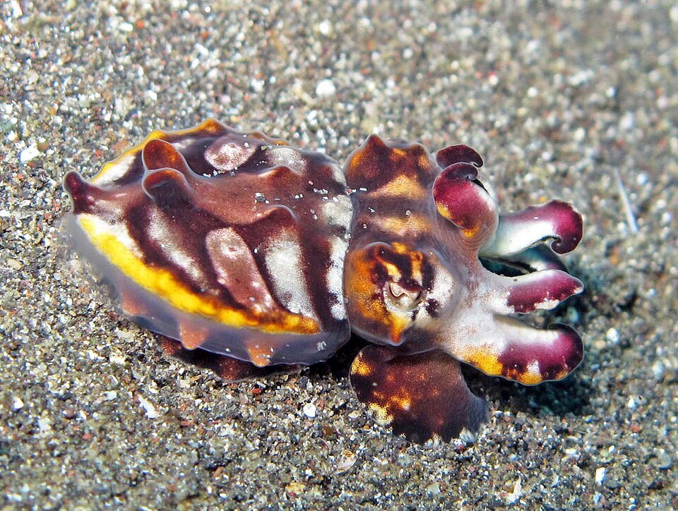 Flamboyant cuttlefish.