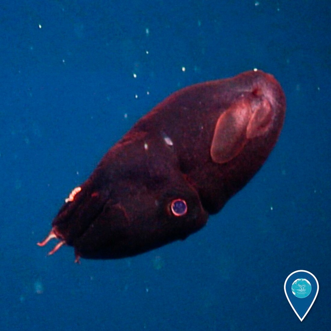 A young vampire squid in Monterey Bay National Marine Sanctuary.