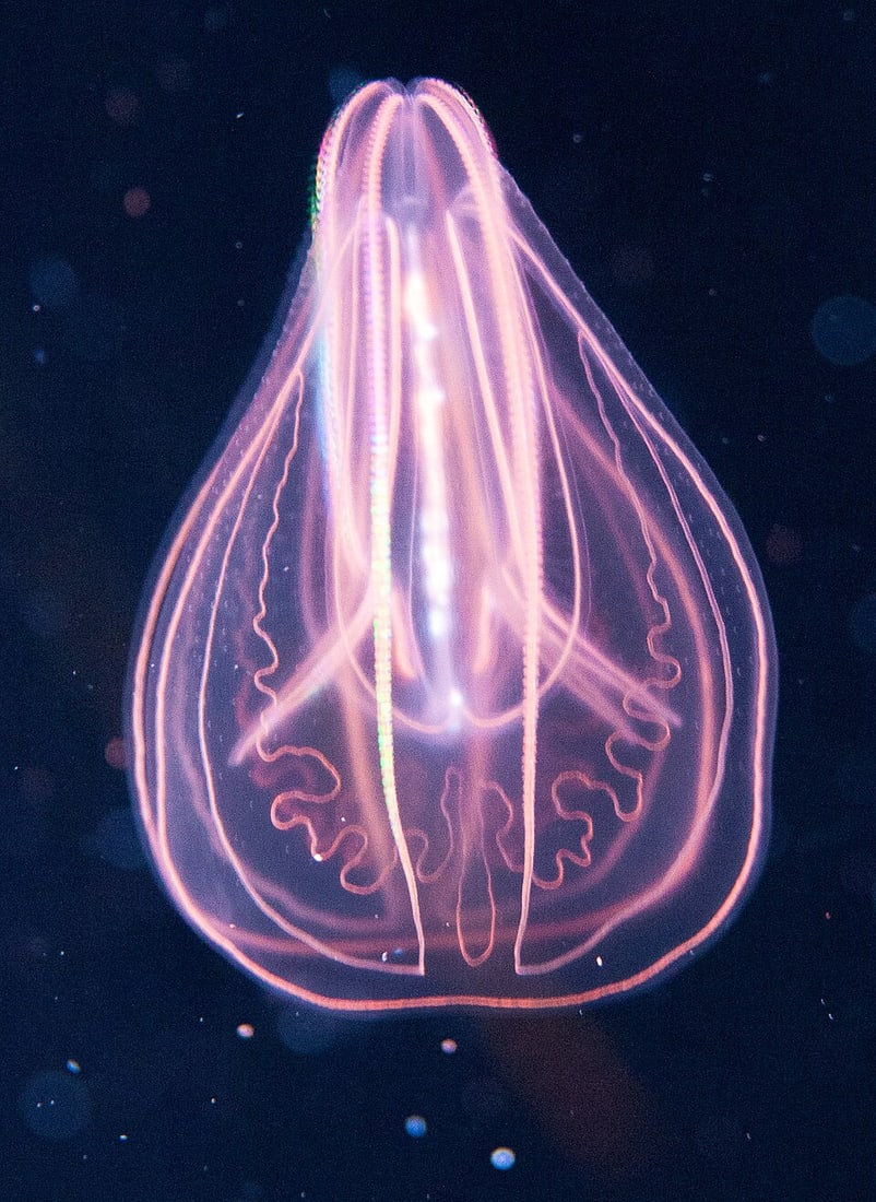 Ctenophora.