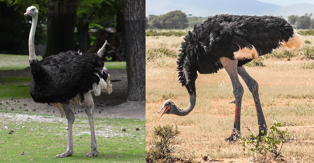 Ostriches showing the long-legged proportions of the largest living bird.