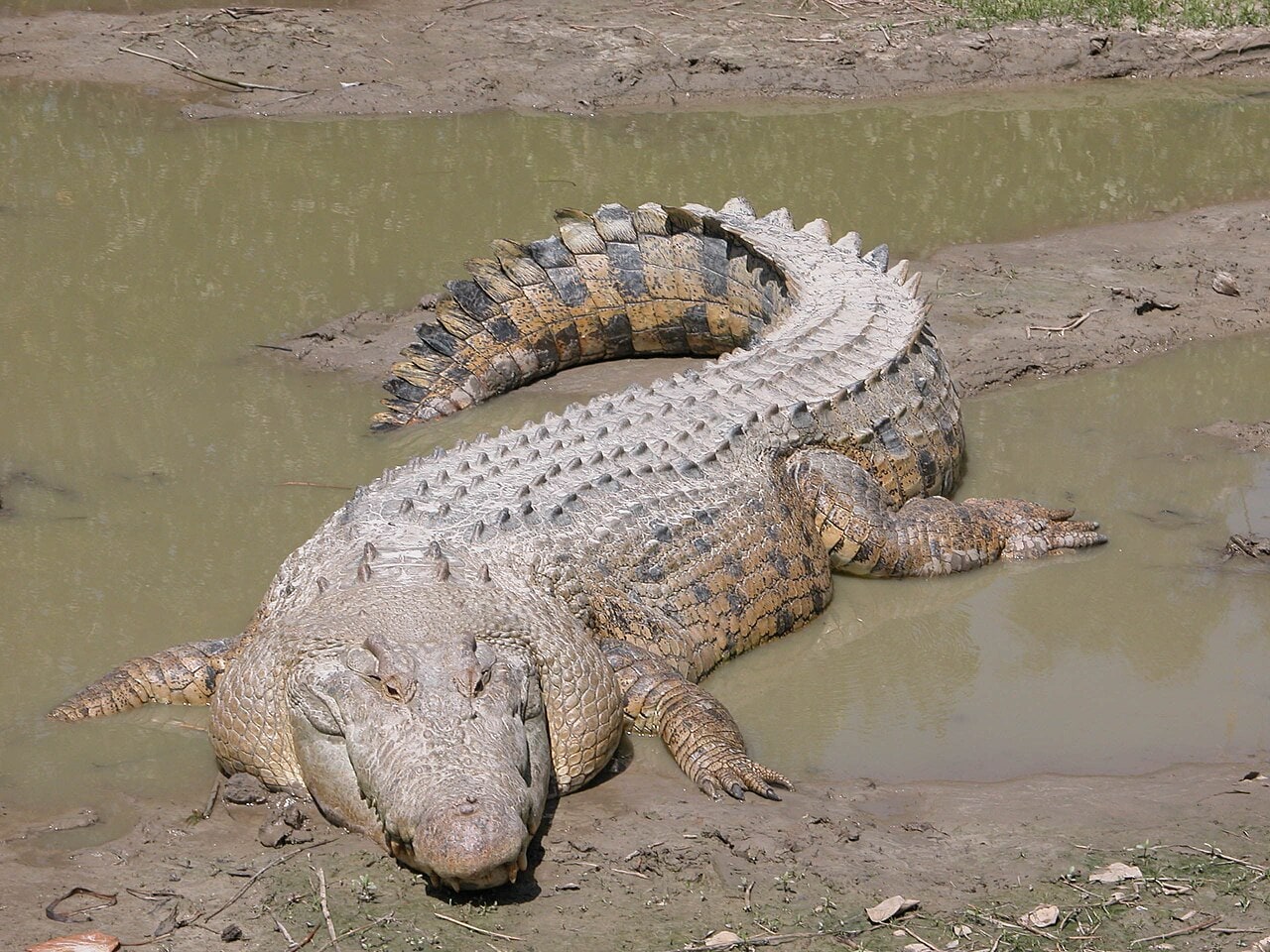 Maximo, a saltwater crocodile, photographed with its body and tail visible.