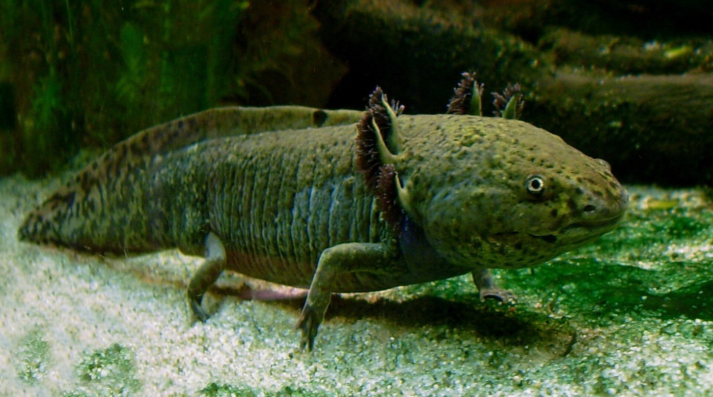 Axolotl.