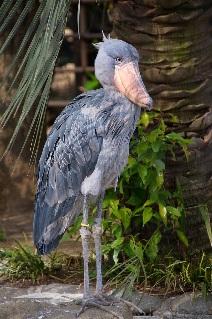 Shoebill.