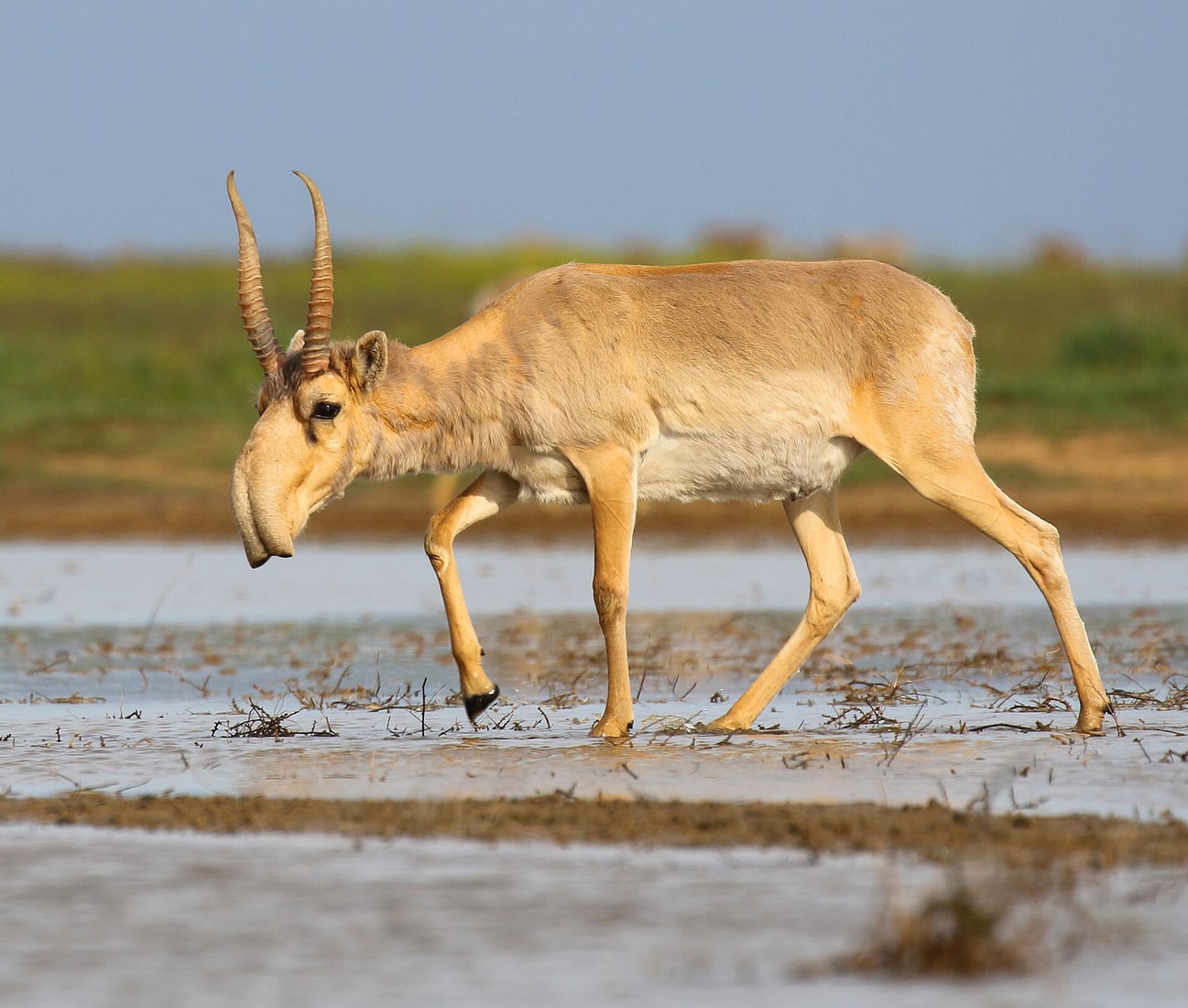 Saiga antelope.