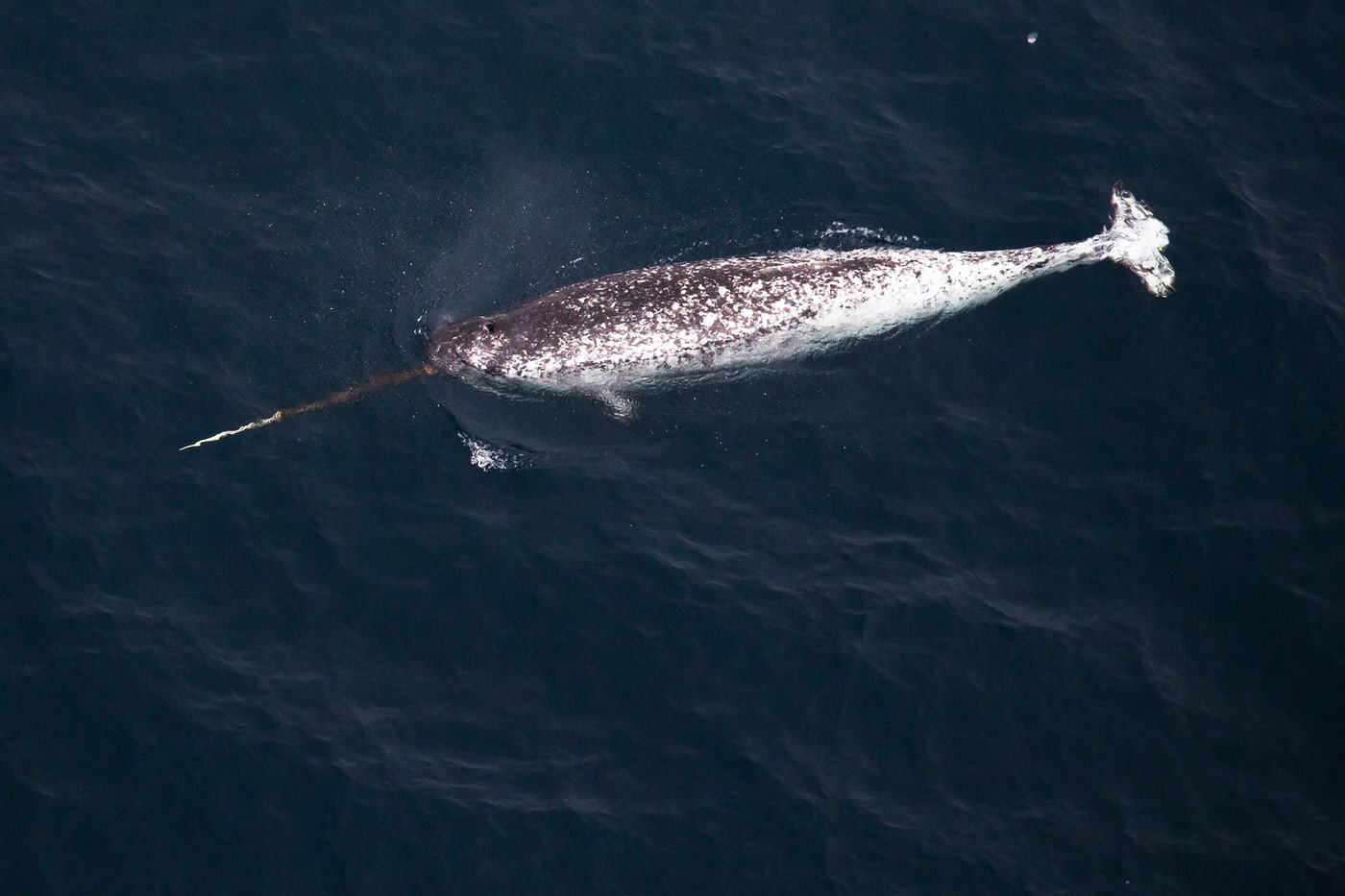 Narwhal.