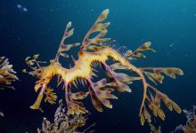 Leafy seadragon.