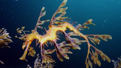 Leafy seadragon.