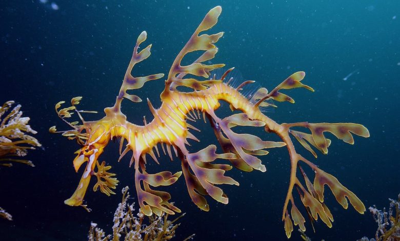 Leafy seadragon.