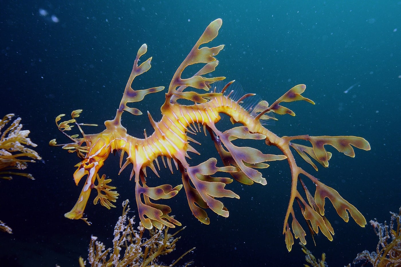 Leafy seadragon.