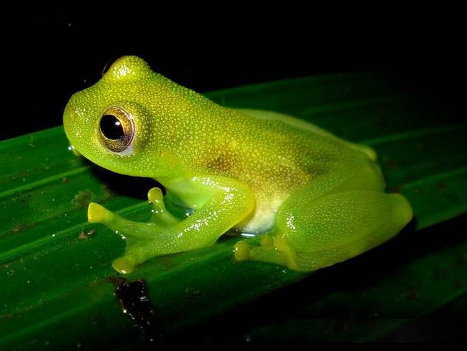 Glass frog.