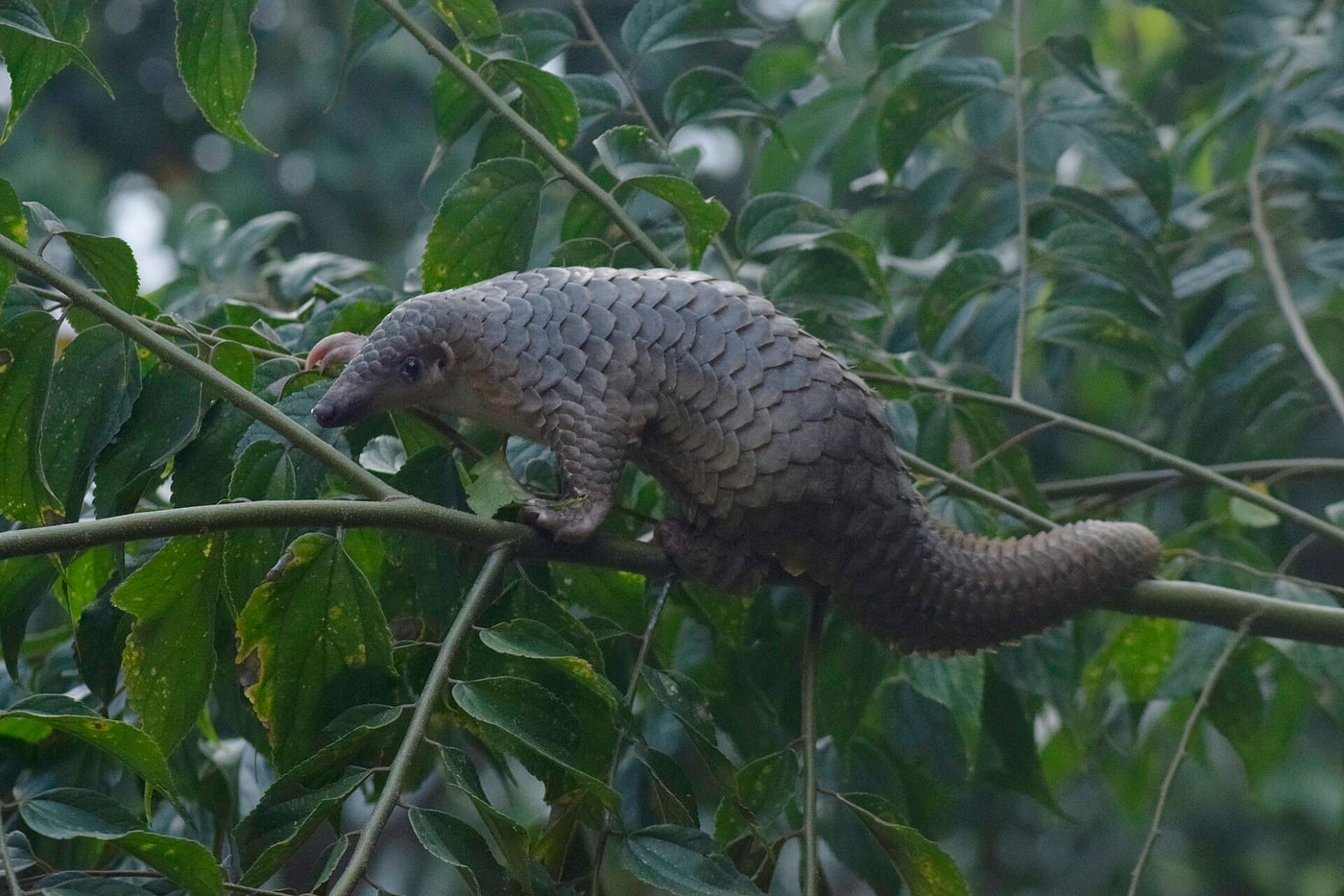 Pangolin.