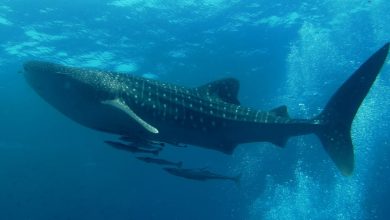 A whale shark photographed underwater.