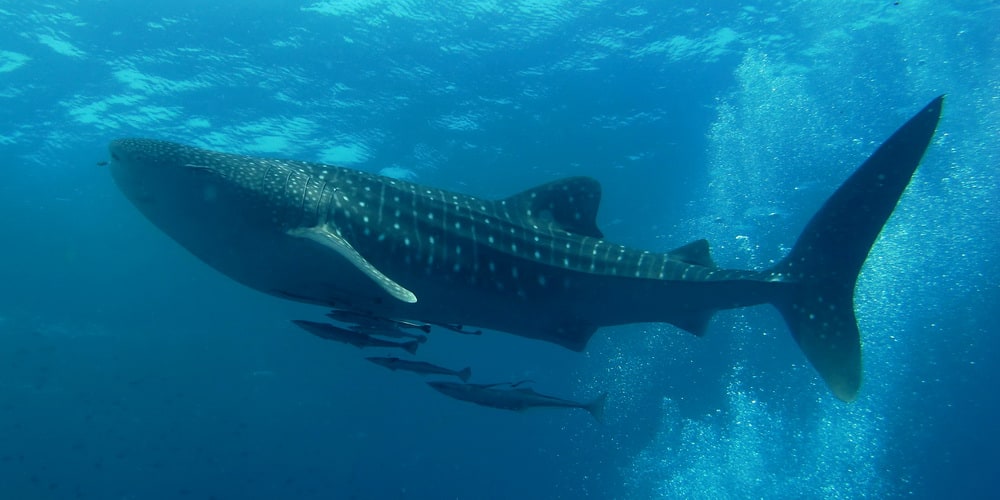 A whale shark photographed underwater.