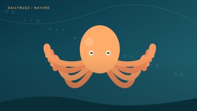 Original illustration of an orange octopus with eight curling arms in blue water